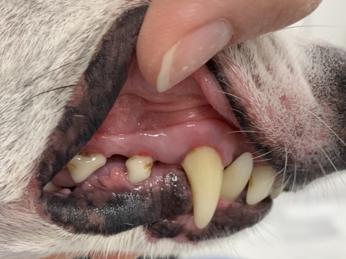 A white dog's teeth after ultrasonic teeth cleaning