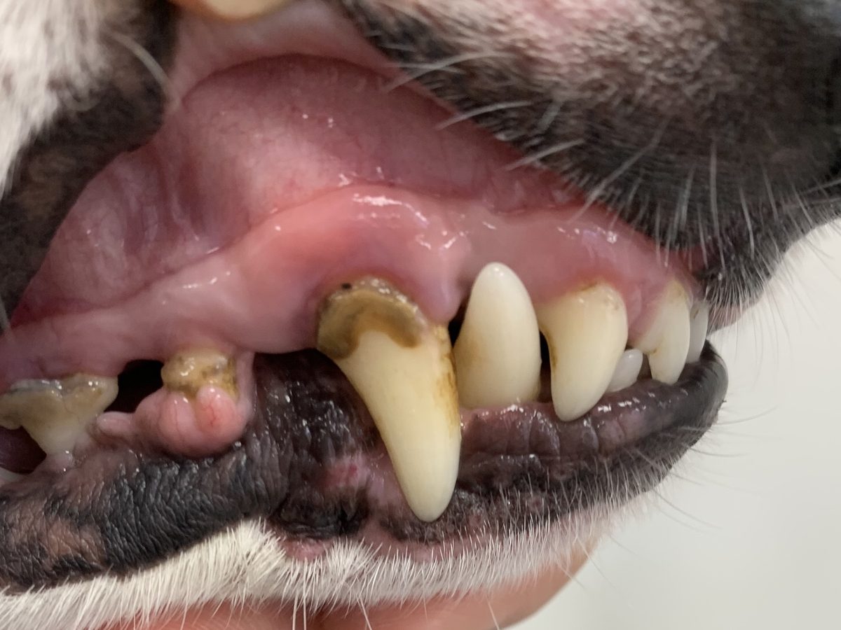A white dog's teeth before ultrasonic teeth cleaning